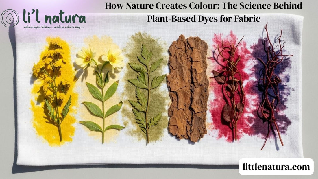 How Nature Creates Colour: The Science Behind Plant-Based Dyes for Fabric
